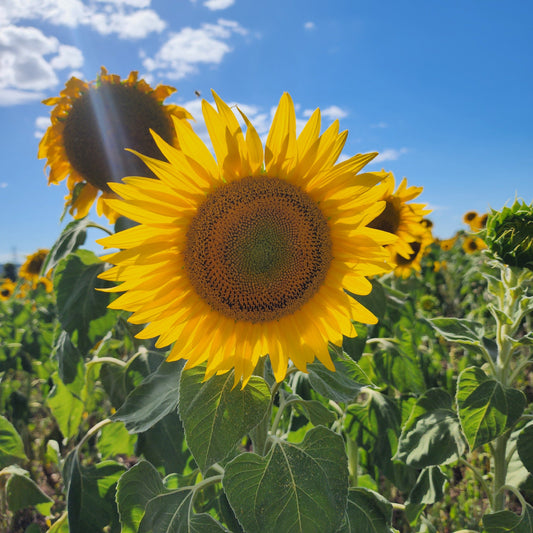I want to be a Sunflower
